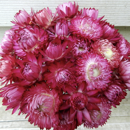 Monster Rosy Pink, Strawflower Seeds - Packet image number null